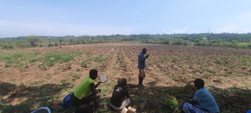 Chilli farm in Awasi